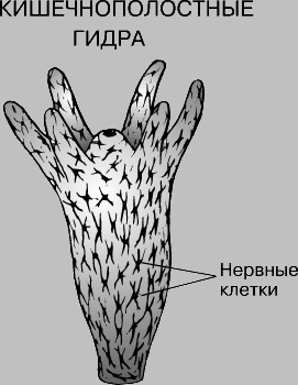 Кракен даркнет вход